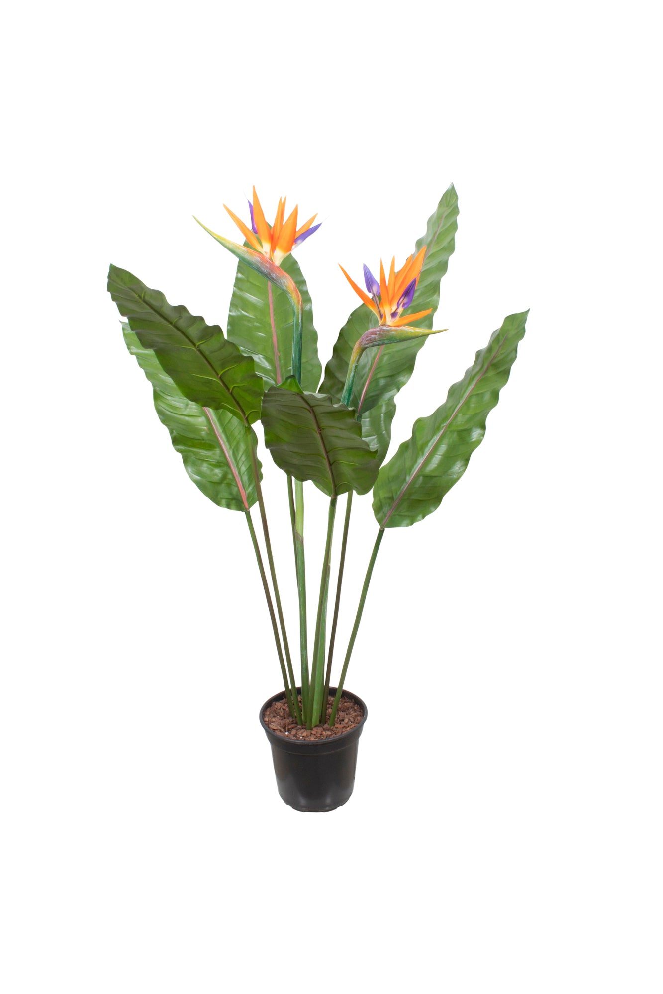 ESTRELITZA C/ FLORES EM POTE, 100CM Cod: A6993