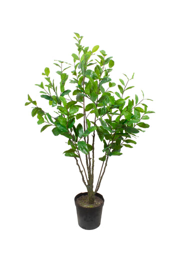 LIMOEIRO ÁRVORE, 130CM Cod: A6994