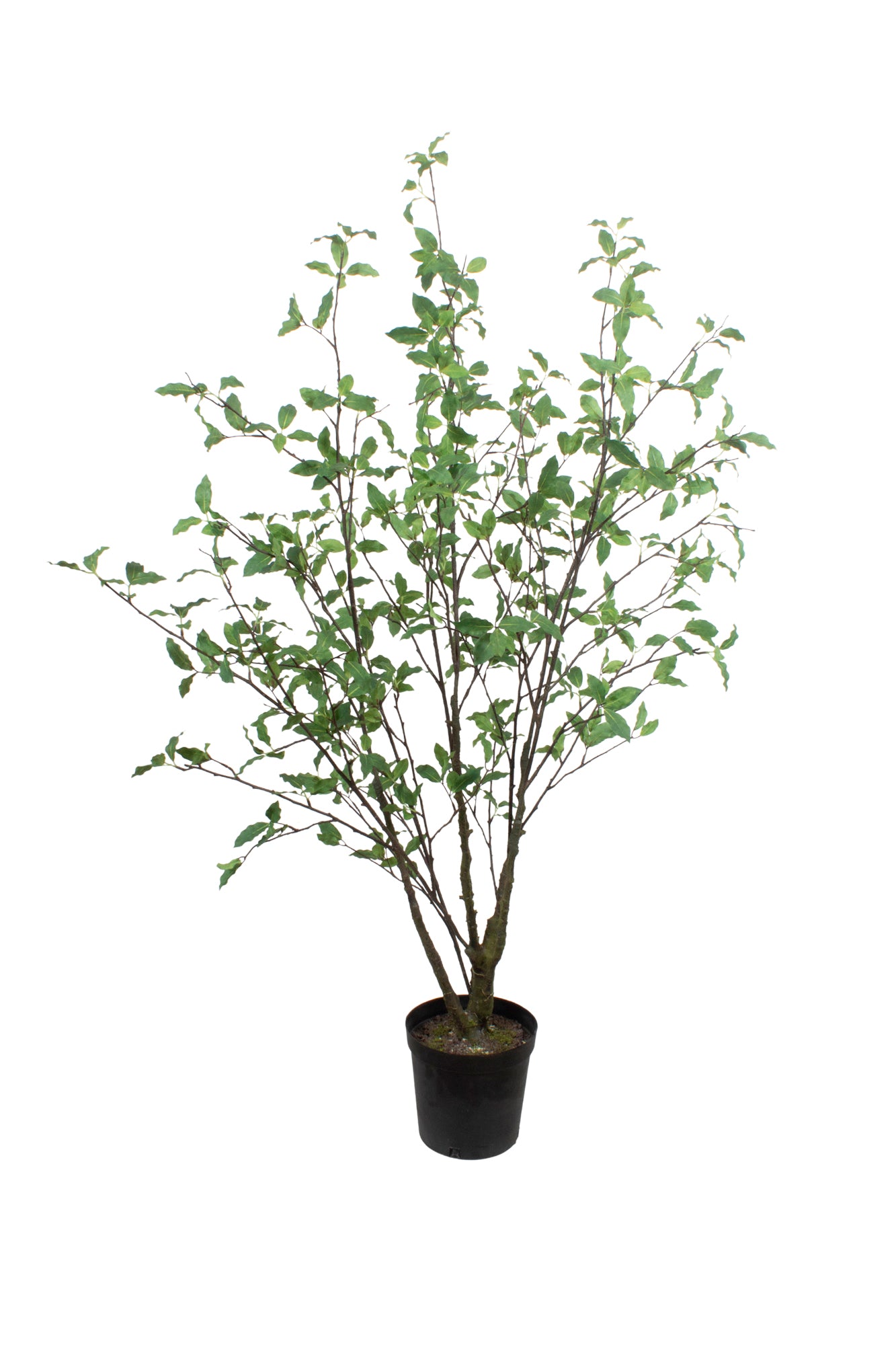 ÁRVORE DE FITOSPORO, 150CM Cod: A6996