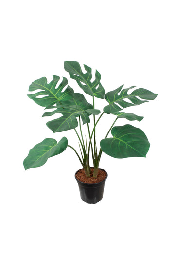 COSTELA DE ADÃO EM POTE, 75CM Cod: A6998