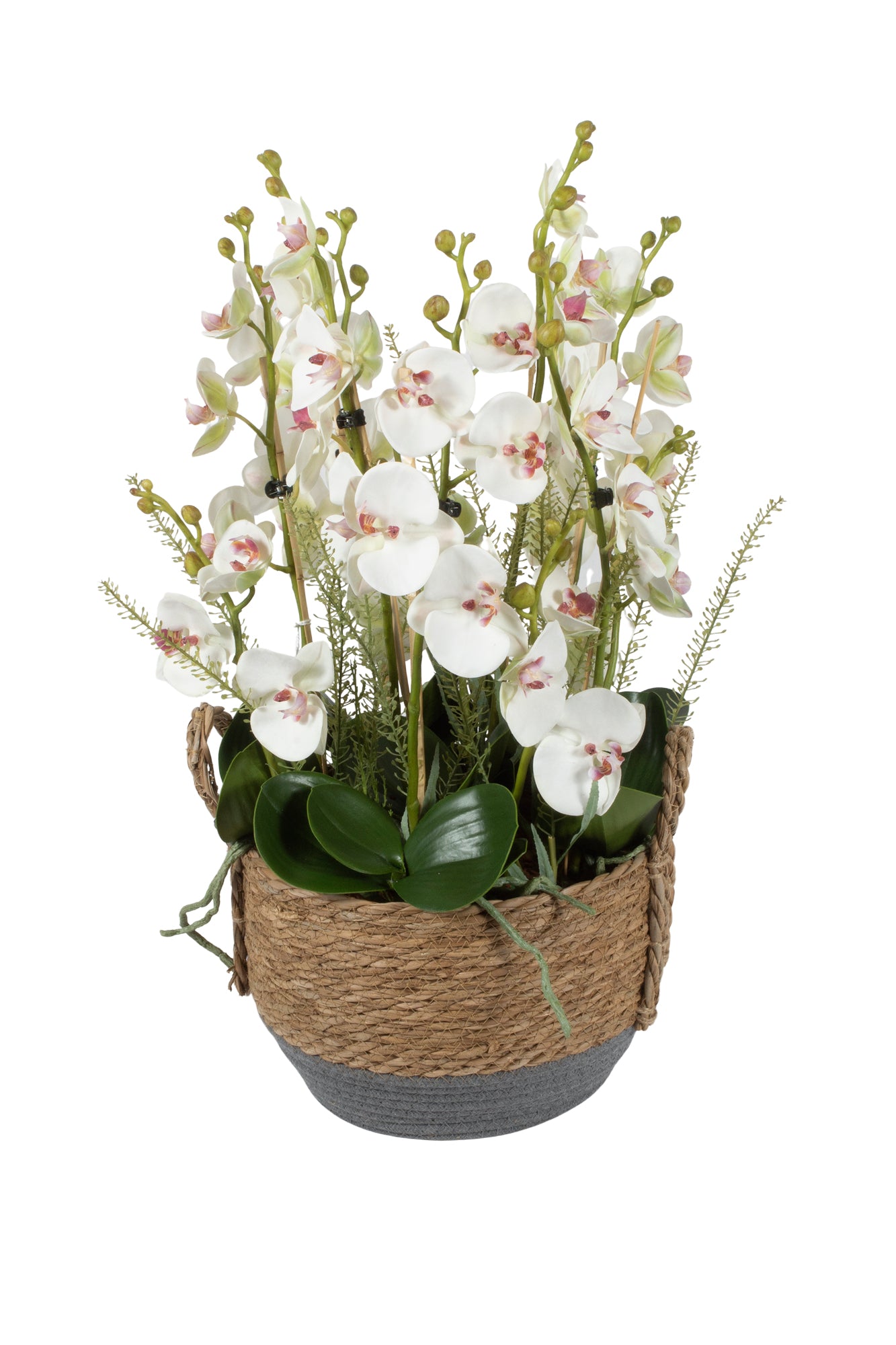 ORQ. PHALAENOPSIS NO CESTO C/ALÇAS 53CM Cod: A7002
