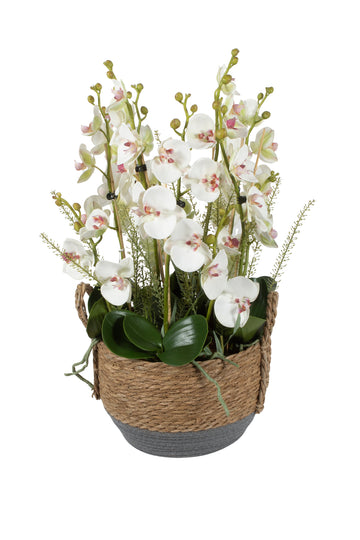 ORQ. PHALAENOPSIS NO CESTO C/ALÇAS 53CM Cod: A7002