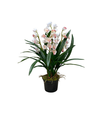 ORQ. CYMBIDIUM BR TN X5 EM POTE PVC 70CM Cod: A7003