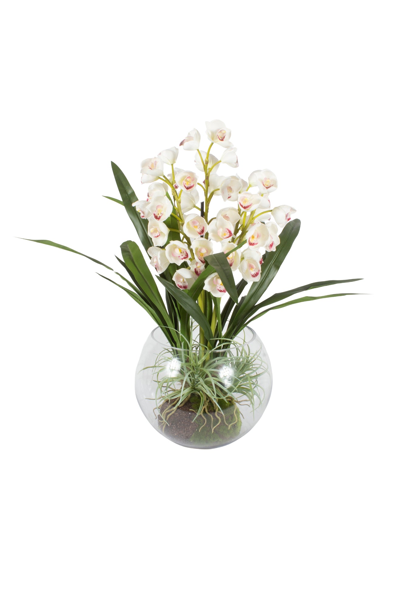 ORQ. CYMBIDIUM BR TN X10 EM VIDRO AQUARIO 70CM Cod: A7003