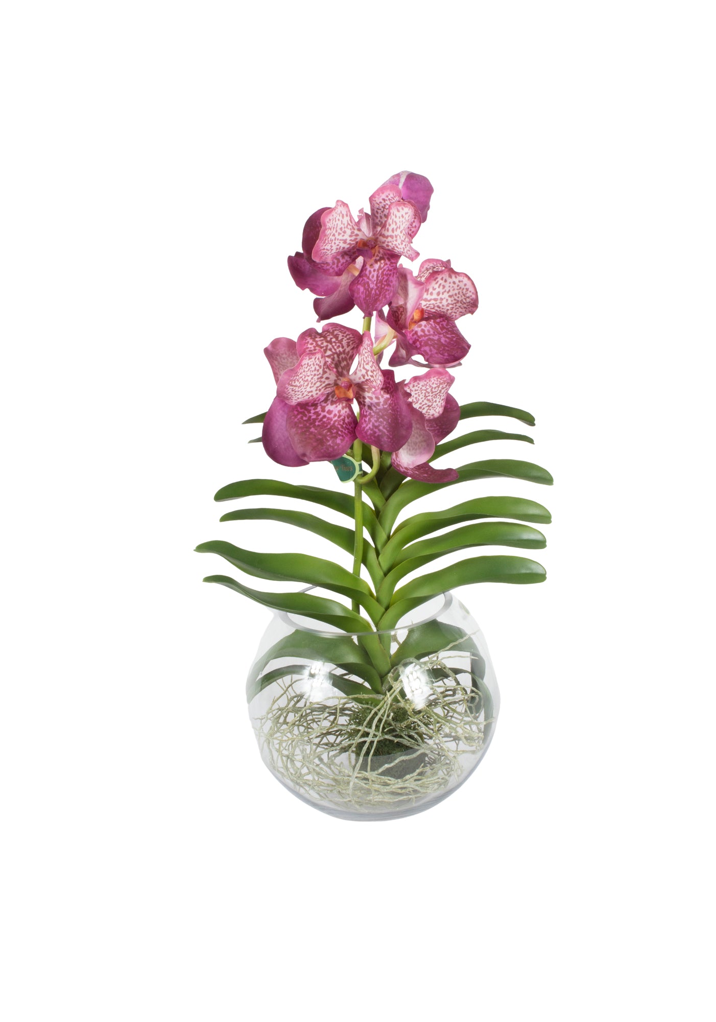 ORQ. VANDA FU EM AQUARIO, 60CM Cod: A7005