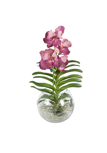 ORQ. VANDA FU EM AQUARIO, 60CM Cod: A7005