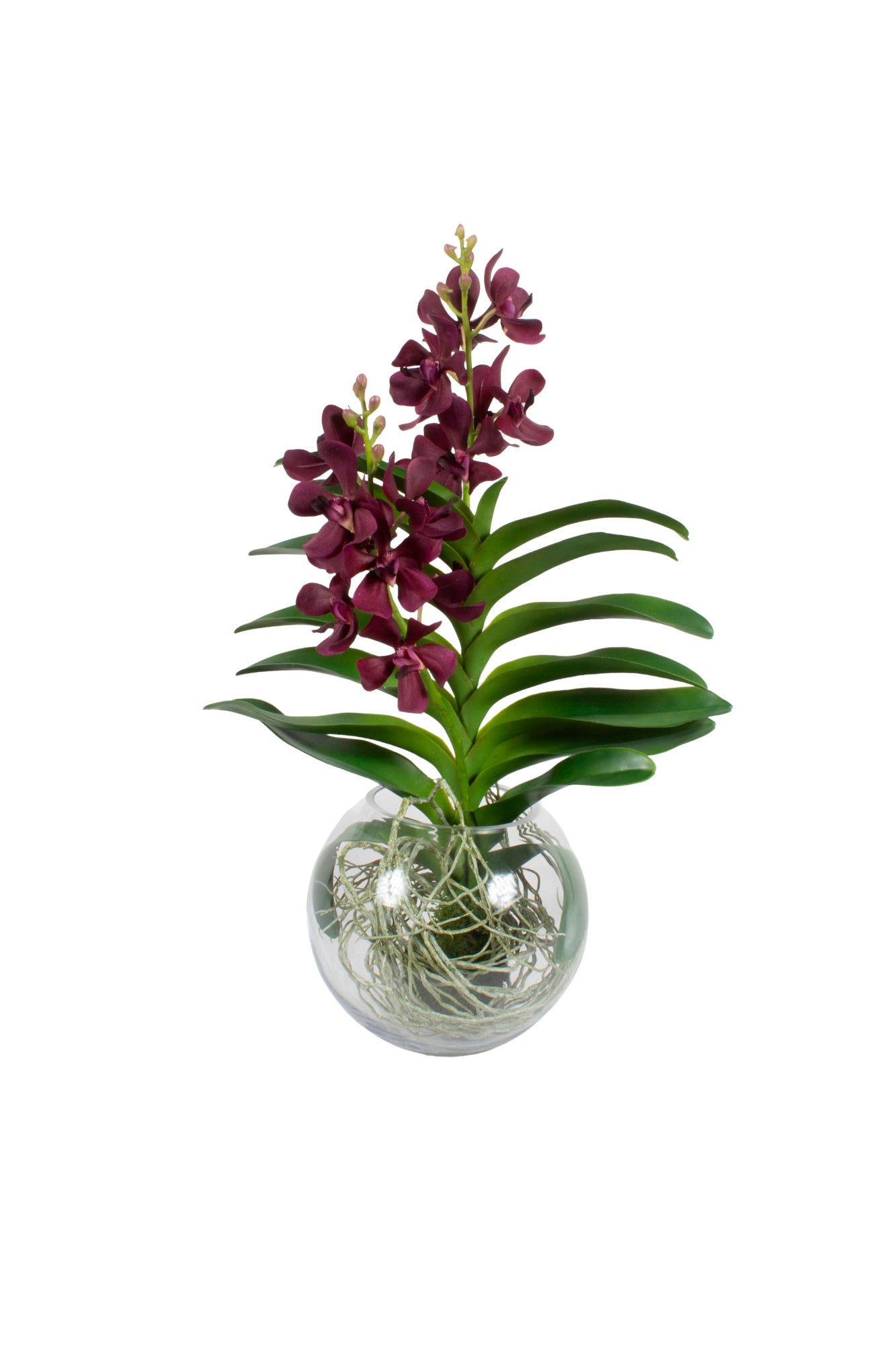 ORQ. VANDA VINHO EM VIDRO AQUARIO 58CM Cod: A7006