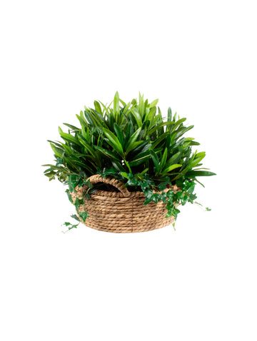 CROTON FOLHAGENS EM CESTO 40CM Cod: A7008