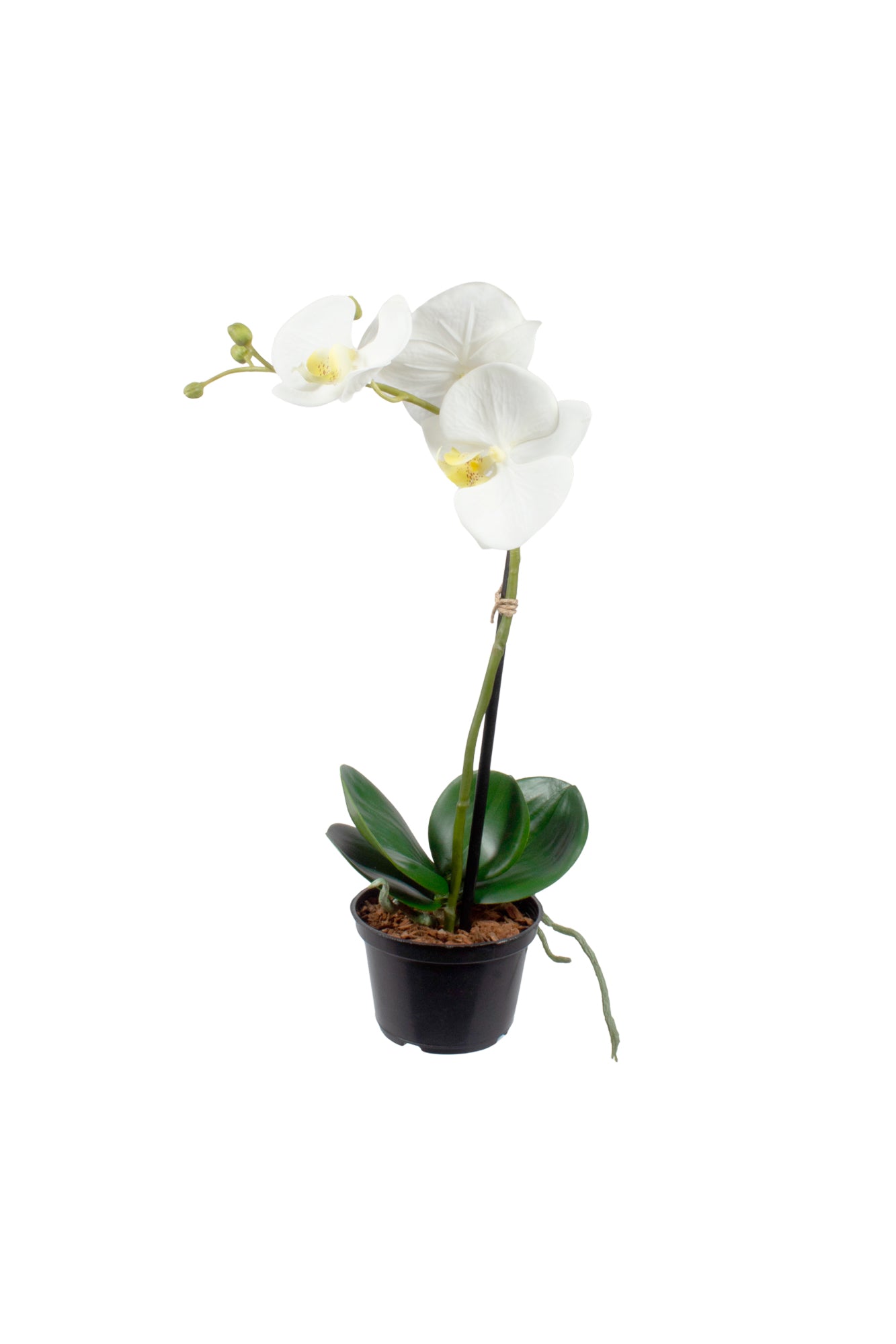 ORQ. PHALAENOPSIS BR X1 EM POTE, 50CM Cod: A7014