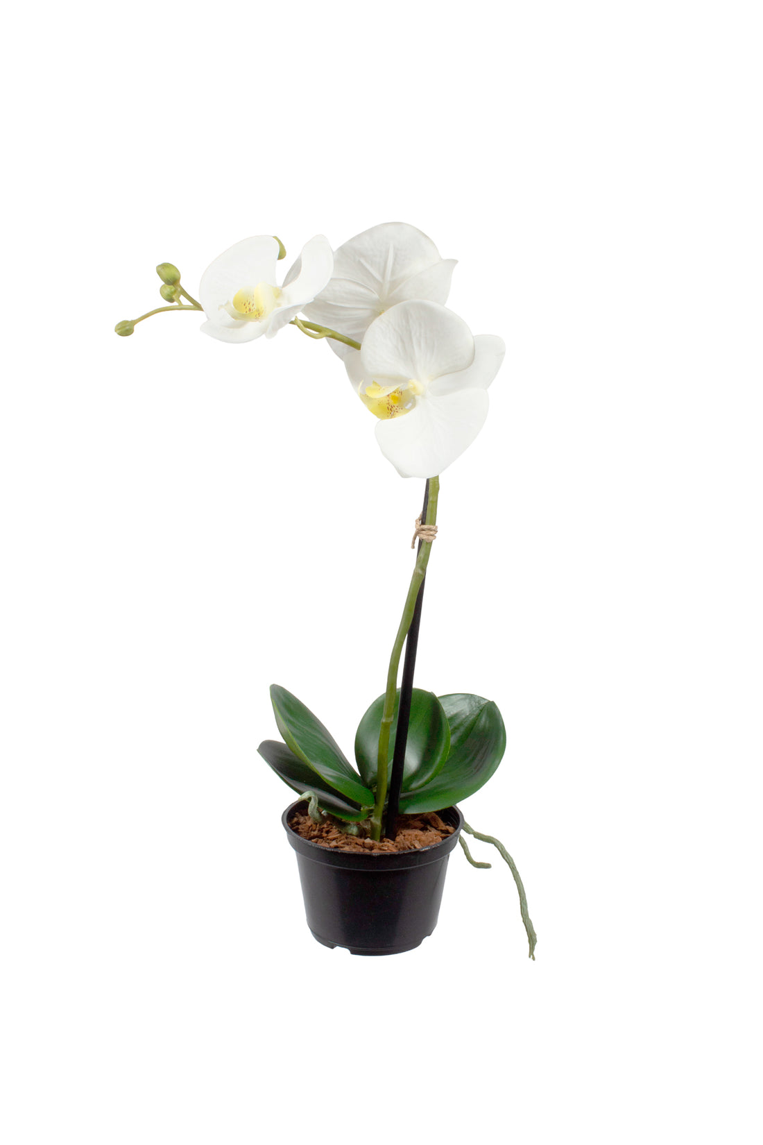ORQ. PHALAENOPSIS BR X1 EM POTE, 50CM Cod: A7014