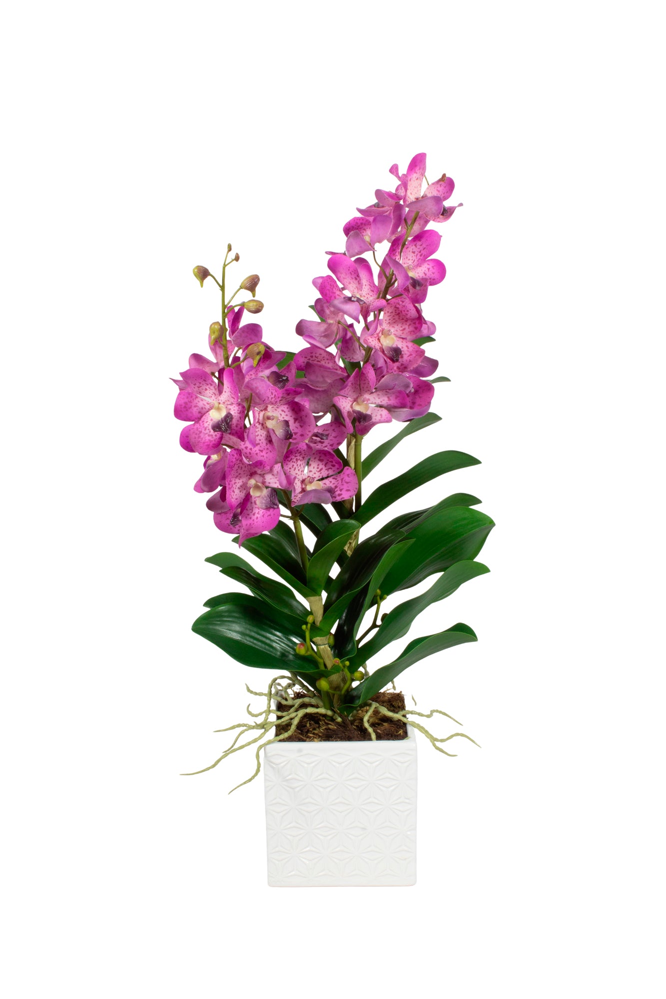 ORQ. VANDA LV X2 EM CER, 65CM Cod: A7016