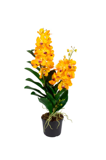 ORQ. VANDA LA X2 EM POTE PVC, 65CM Cod: A7017