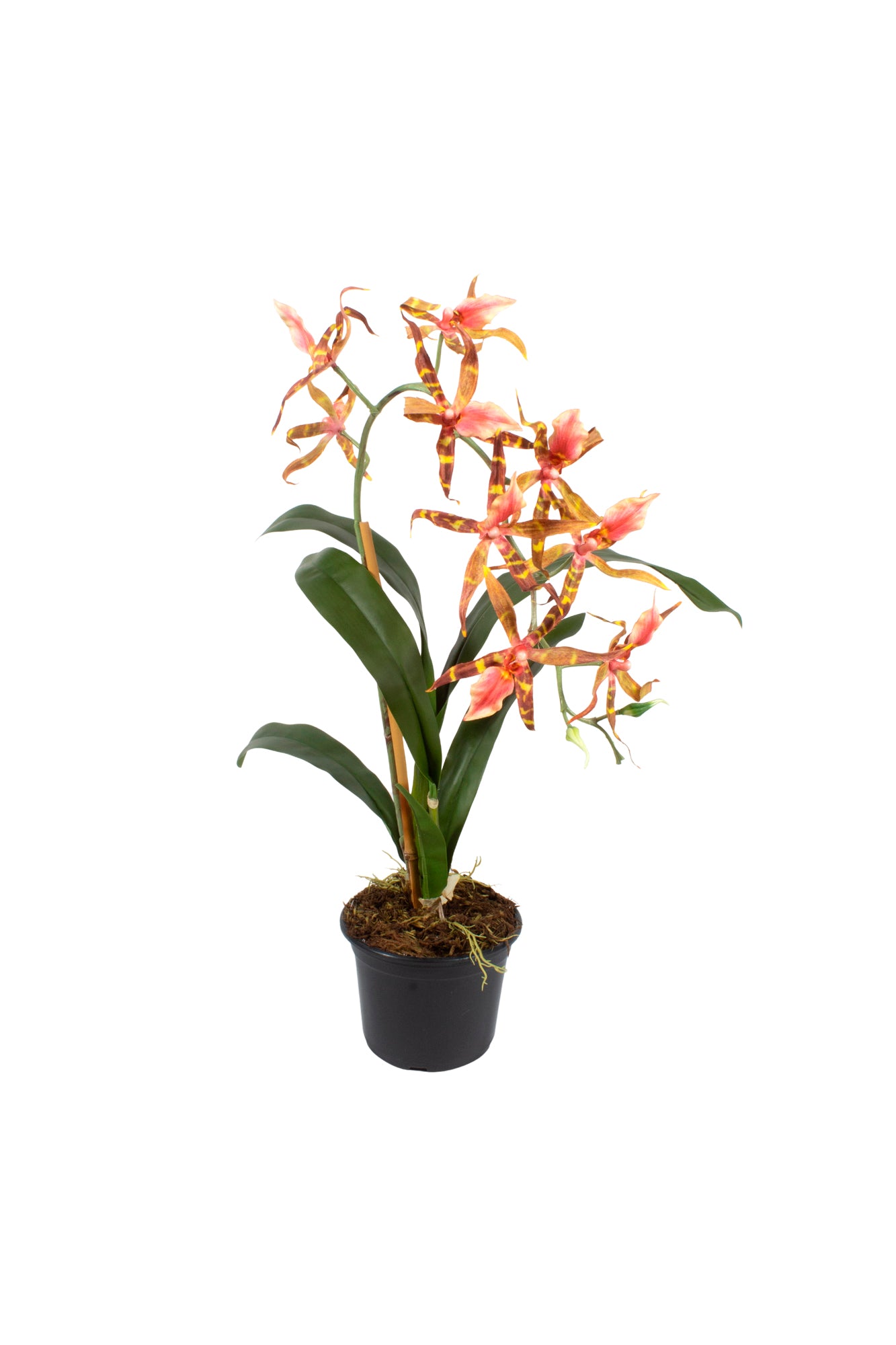 ORQ. SPIDER CO X1 EM POTE PVC, 60CM Cod: A7018-CO