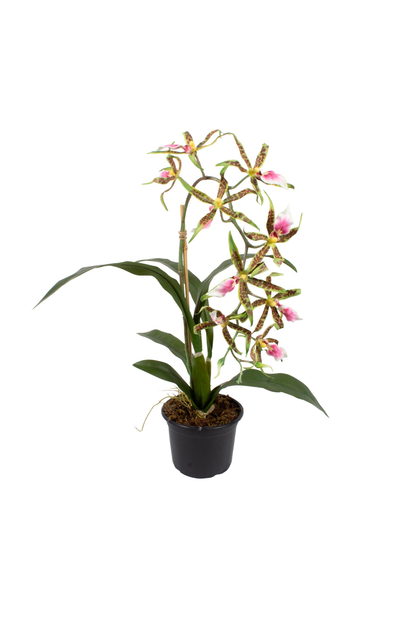 ORQ. SPIDER VP X1 EM POTE PVC, 60CM Cod: A7018-VP