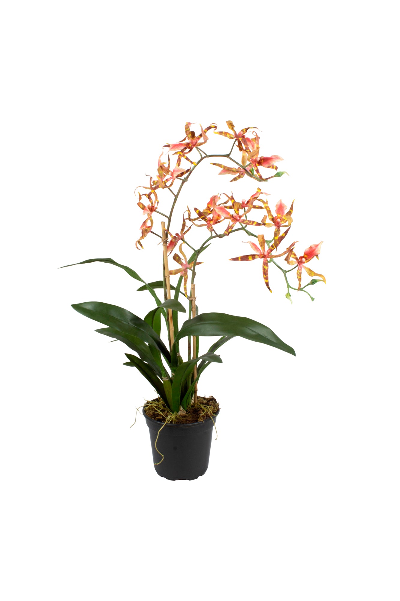 ORQ. SPIDER CO X2 EM POTE PVC, 80CM Cod: A7019-CO