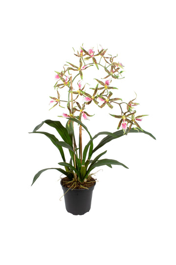 ORQ. SPIDER VP X2 EM POTE PVC, 80CM Cod: A7019-VP