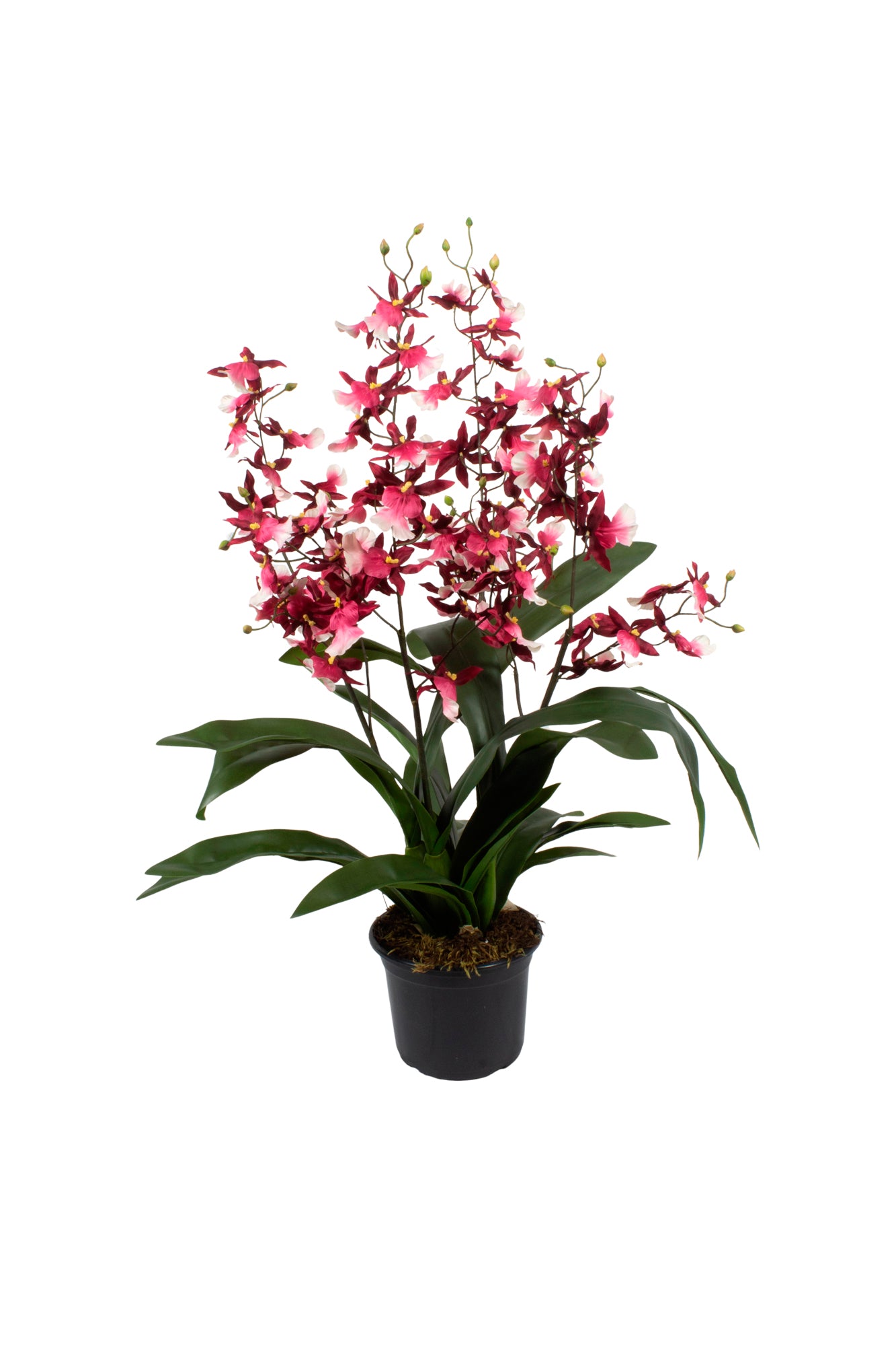 ORQ. ONCIDIUM VI EM POTE PVC, 70CM Cod: A7020-PT