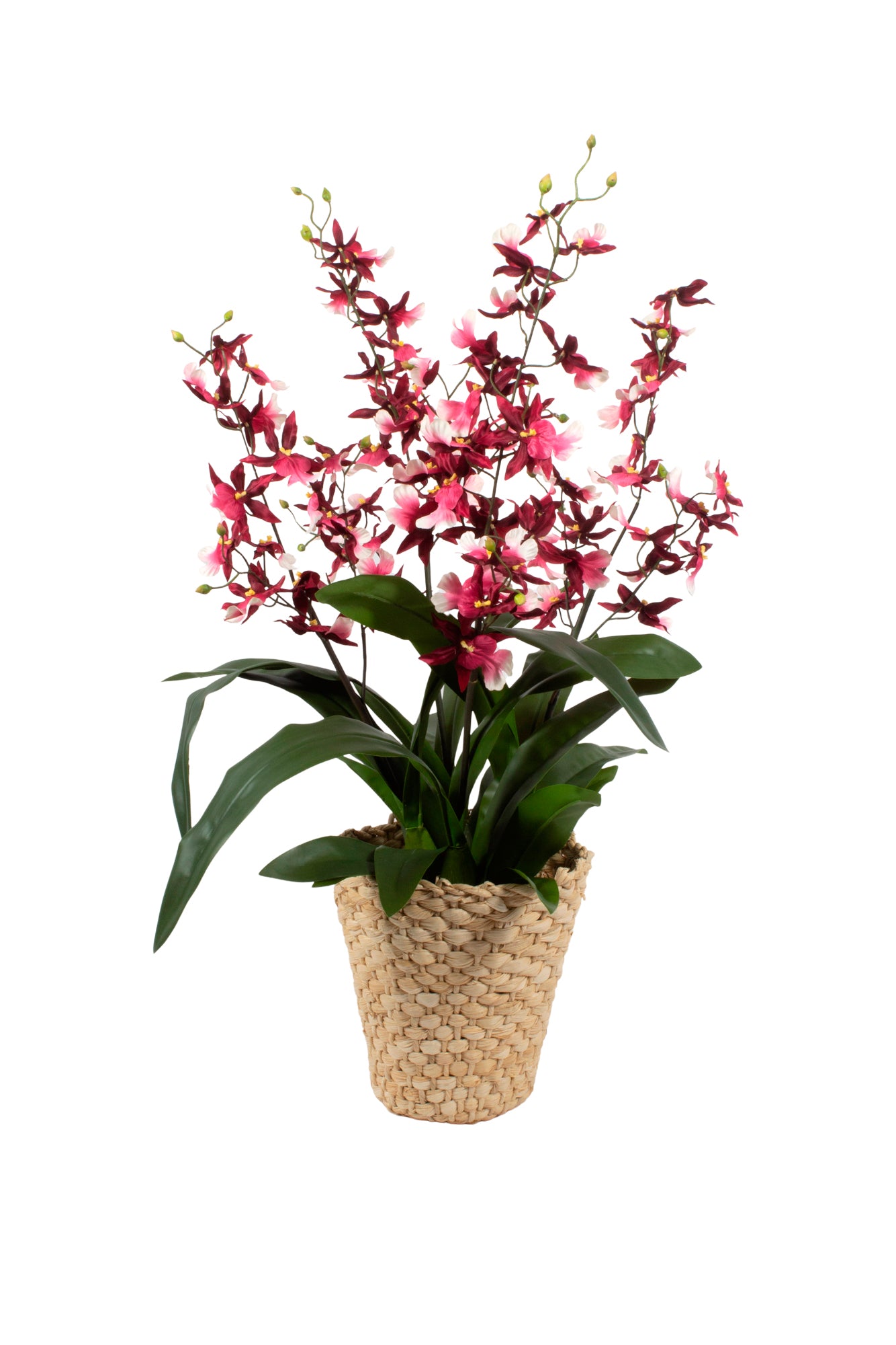 ORQ. ONCIDIUM VI EM CESTO DE PALHA, 72CM Cod: A7020