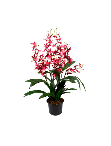 ORQ. ONCIDIUM VI EM POTE PVC, 70CM Cod: A7020VPP