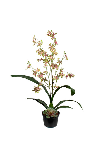 ORQ. DANCING VDVI EM POTE PVC, 55CM Cod: A7021VDVI