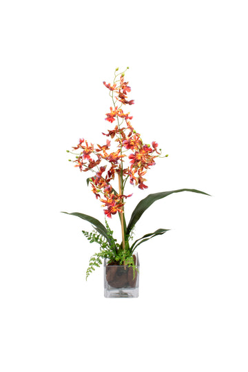 ORQ. ONCIDIUM VM EM VIDRO 64CM Cod: A7022-VM