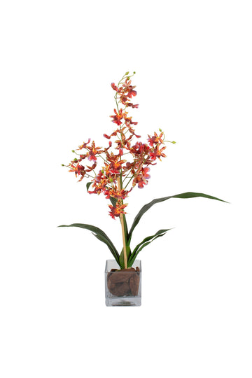ORQ. ONCIDIUM VM EM VIDRO 64CM Cod: A7022-VM