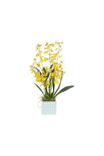 ORQ. ONCIDIUM AM EM CER 67CM Cod: A7023