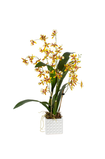 ORQ. ONCIDIUM AM EM CER, 58CM Cod: A7024-AM