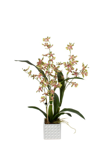 ORQ. ONCIDIUM VD EM CER, 58CM Cod: A7024-VD