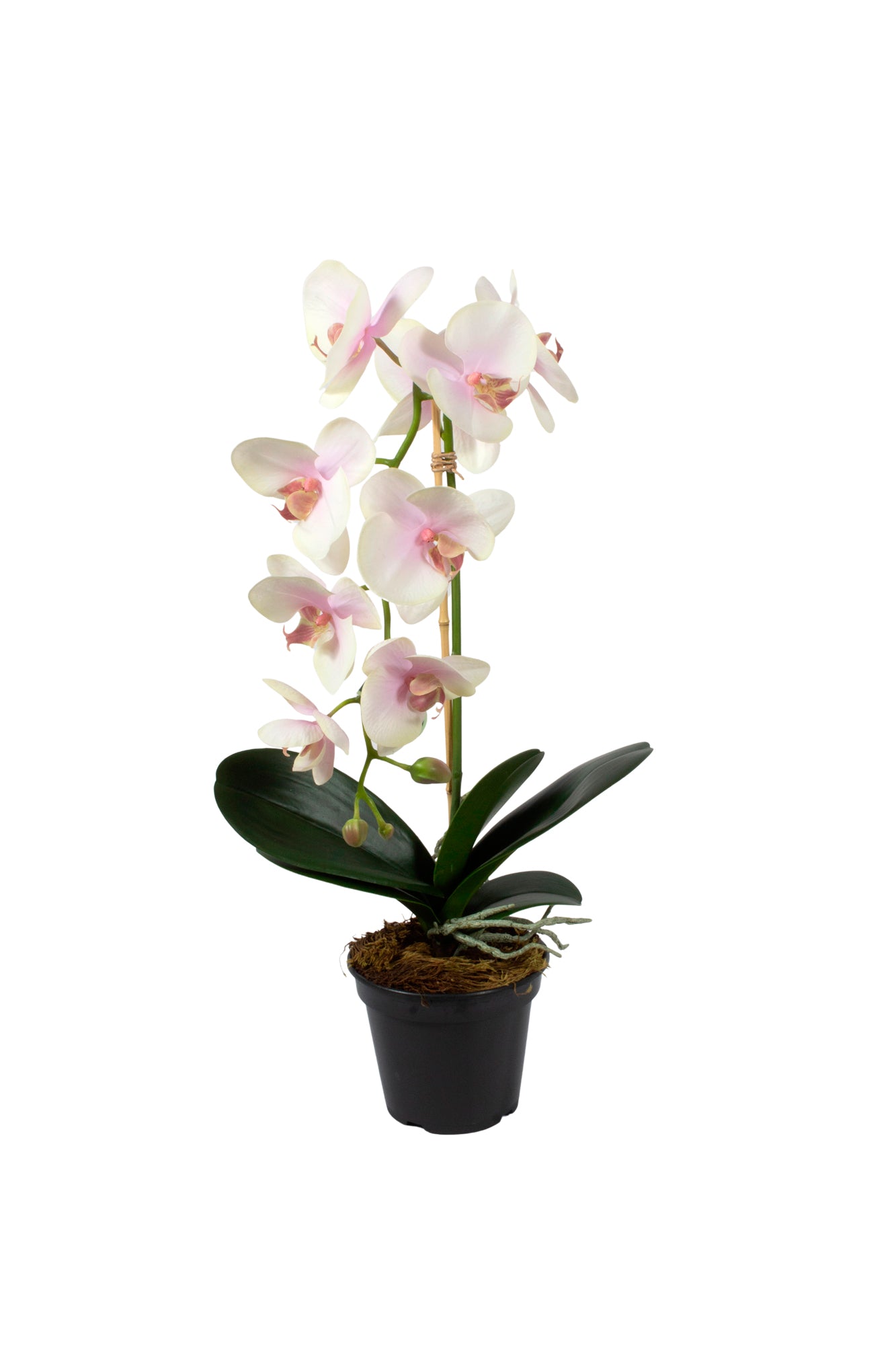 ORQ. PHALAENOPSIS RO X1 EM POTE PVC, 60CM Cod: A7025