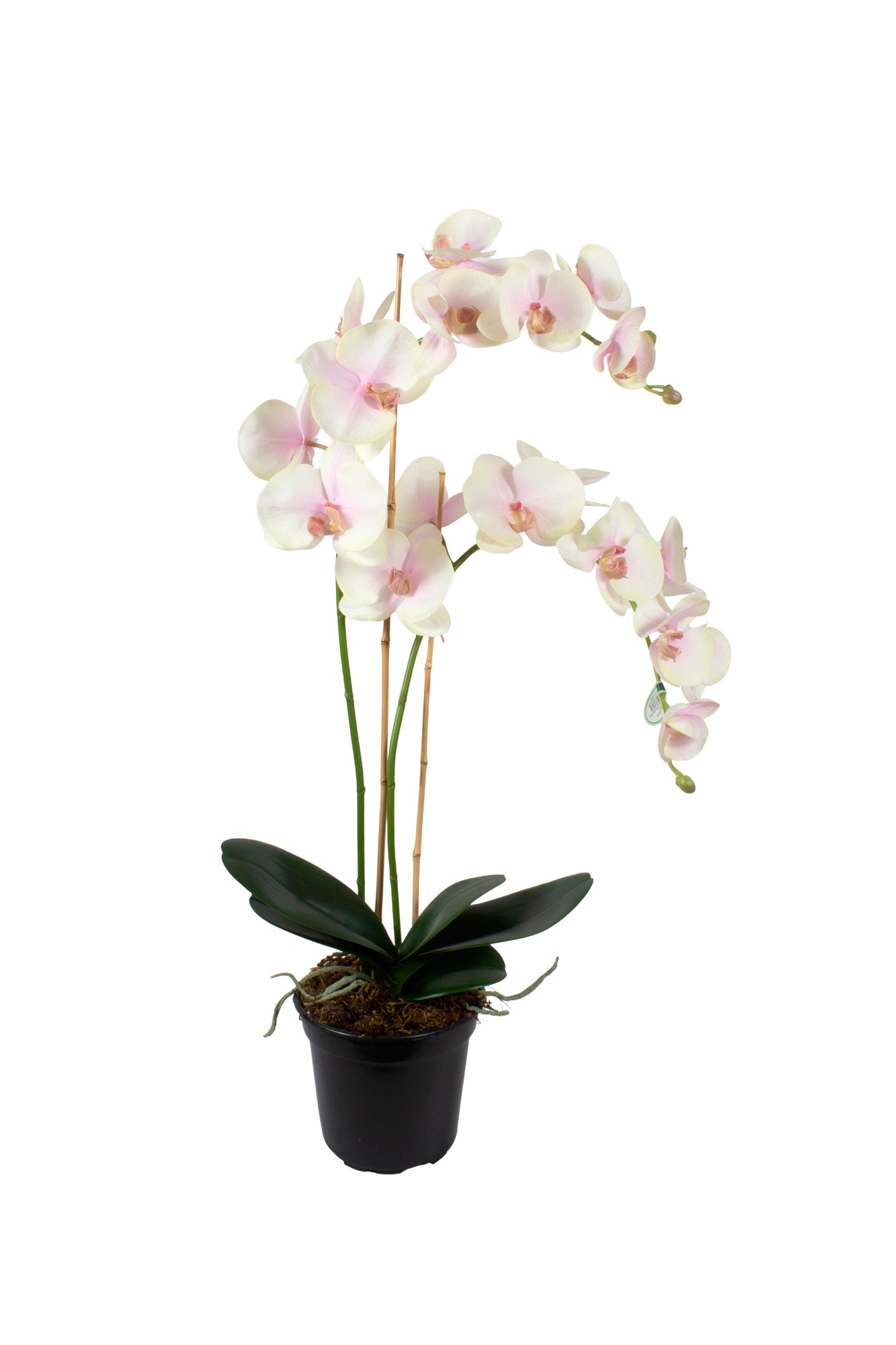 ORQ. PHALAENOPSIS RO X2 EM POTE PVC, 85CM Cod: A7026