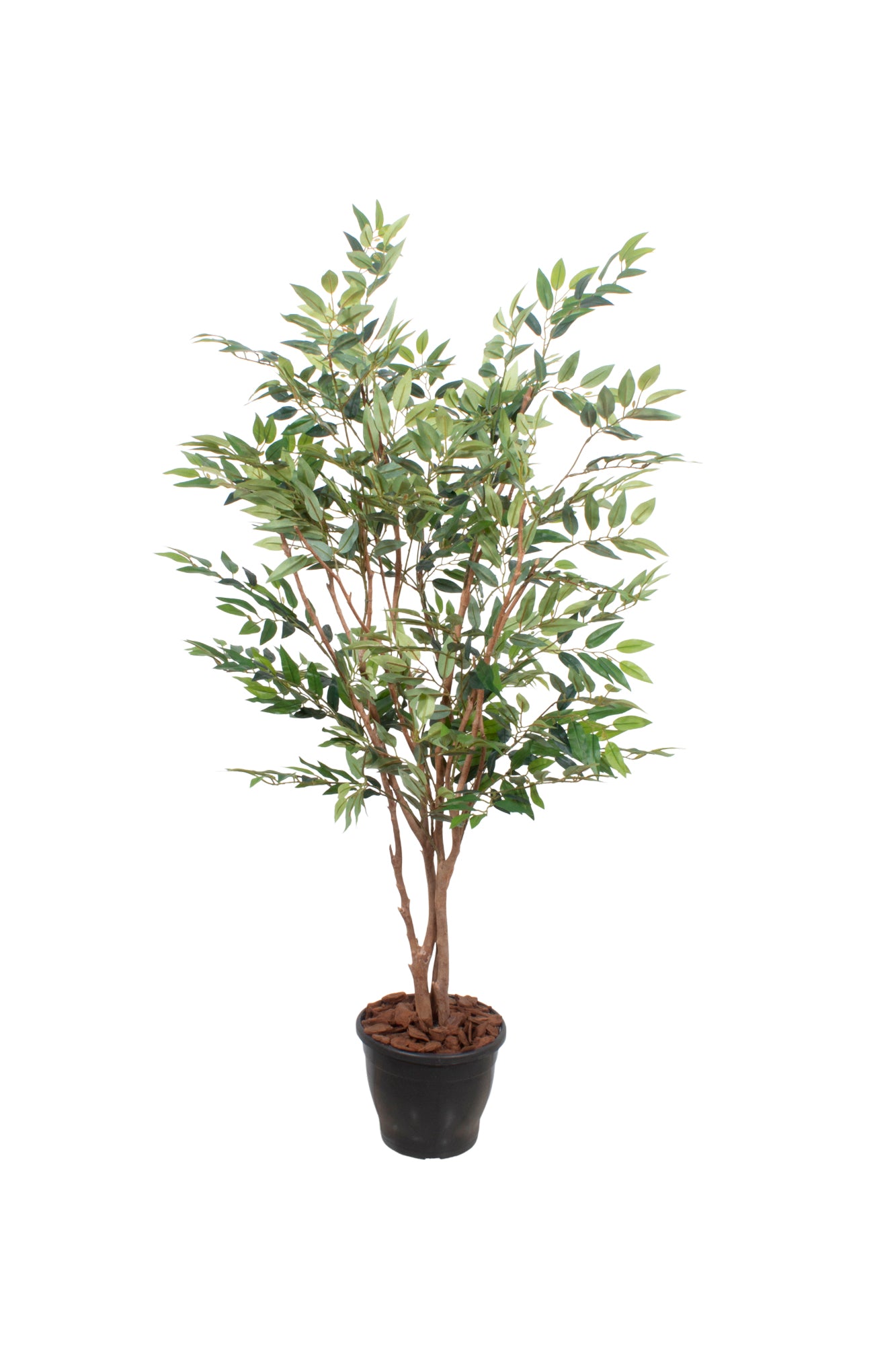 FICUS BENJAMINA, 140CM Cod: A7027