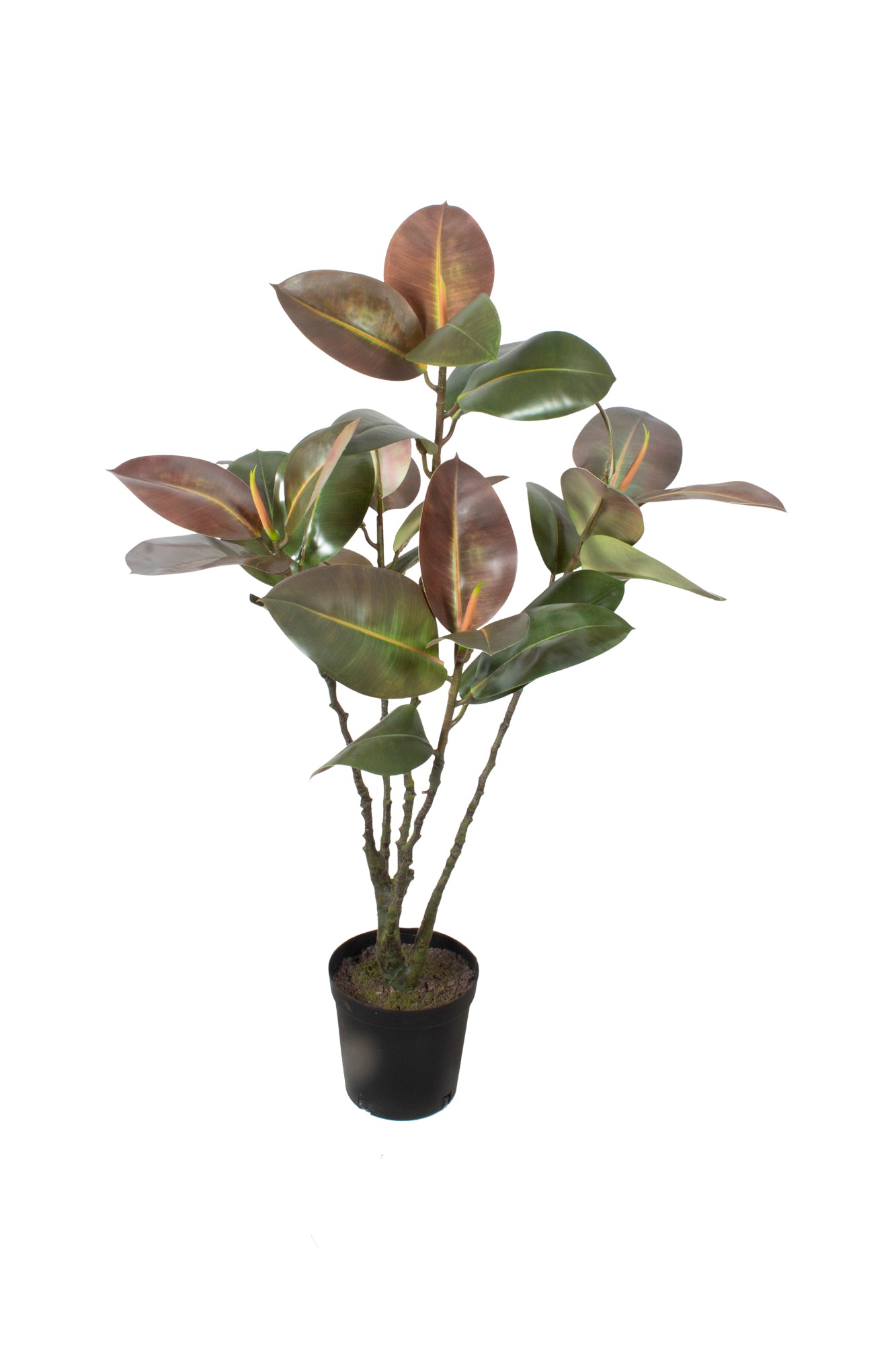 FICUS ELÁSTICA BURGUNDY, 110CM Cod: A7028