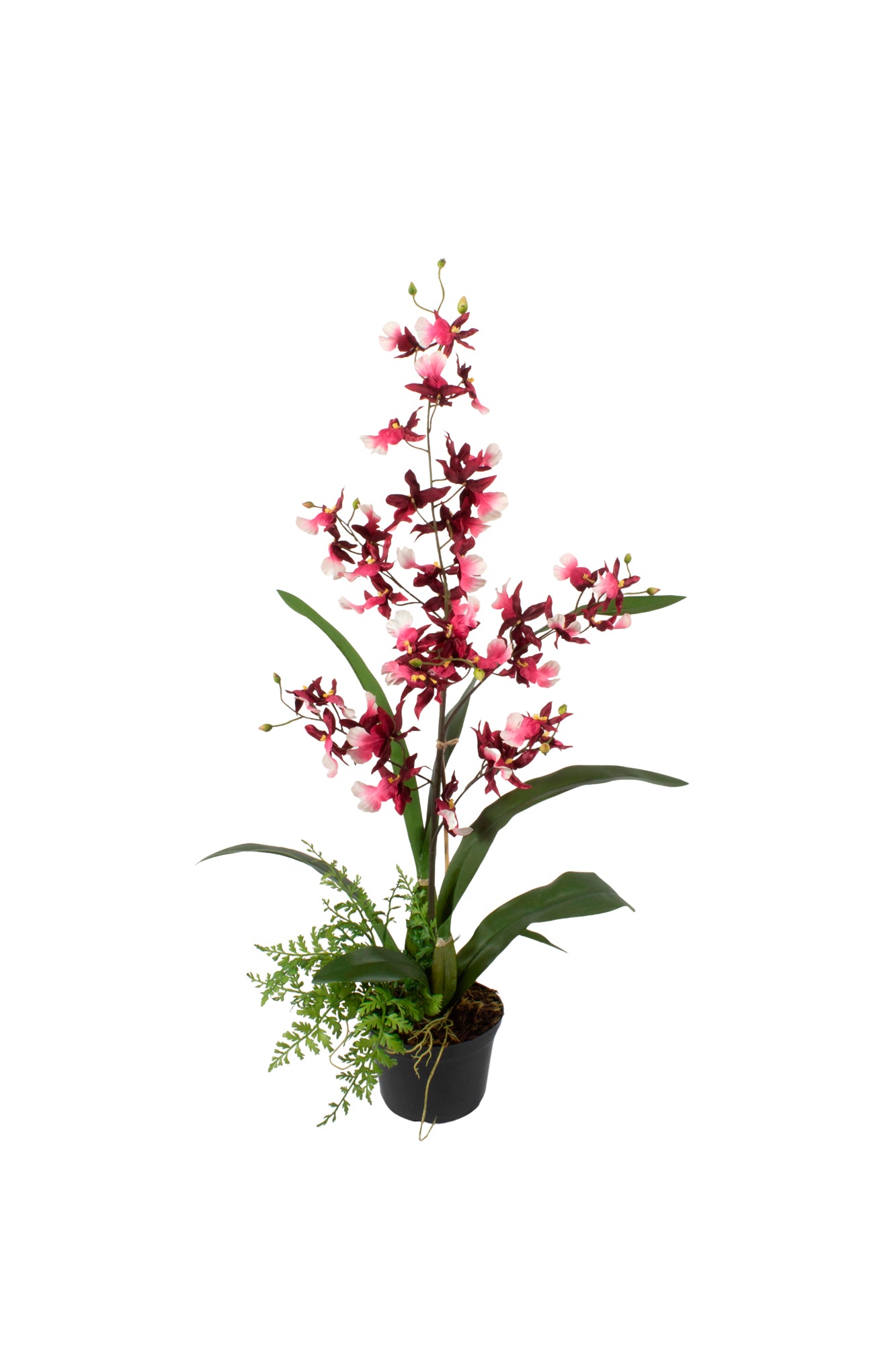 ORQ. ONCIDIUM CH X1 EM POTE PVC, 65CM Cod: A7029-CH