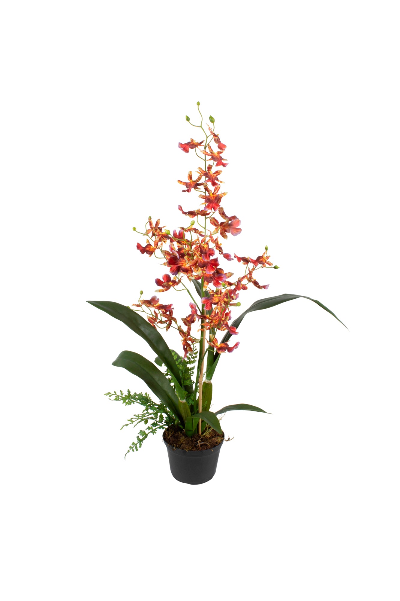 ORQ. ONCIDIUM VL X1 EM POTE PVC, 65CM Cod: A7029-VL