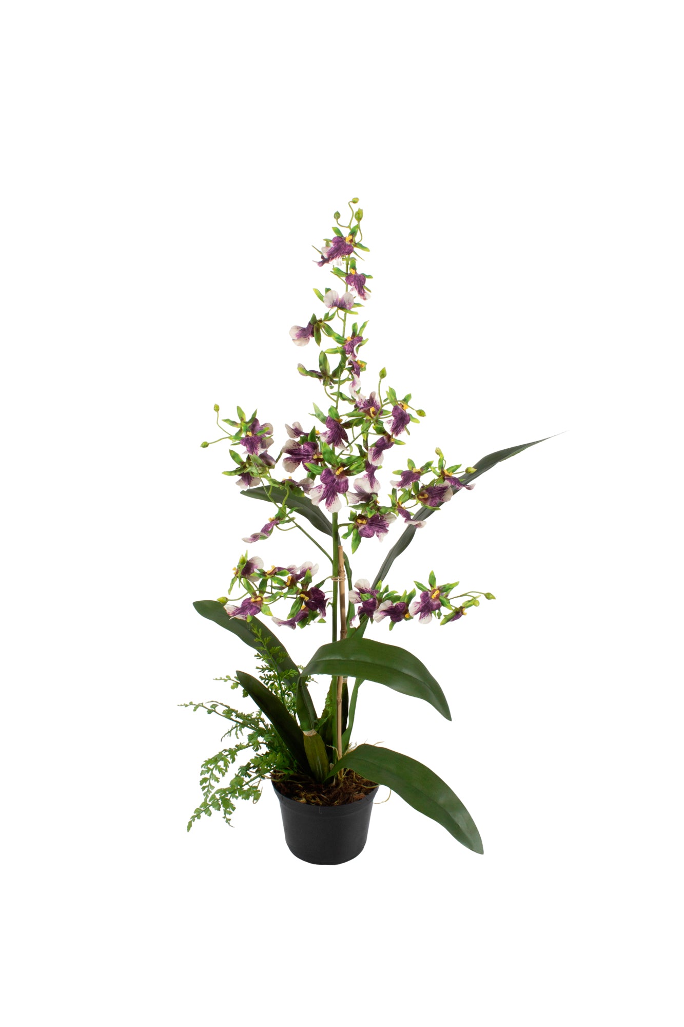 ORQ. ONCIDIUM VX X1 EM POTE PVC, 65CM Cod: A7029-VX