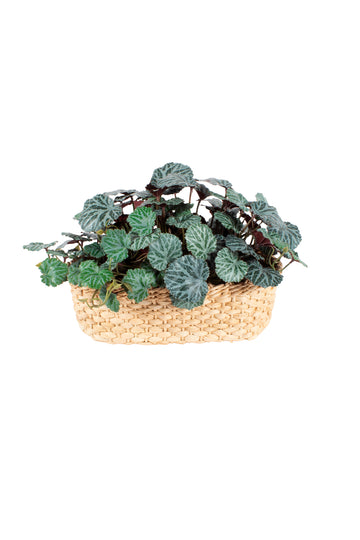 SAXIFRAGA EM CESTO, 28CM Cod: A7035
