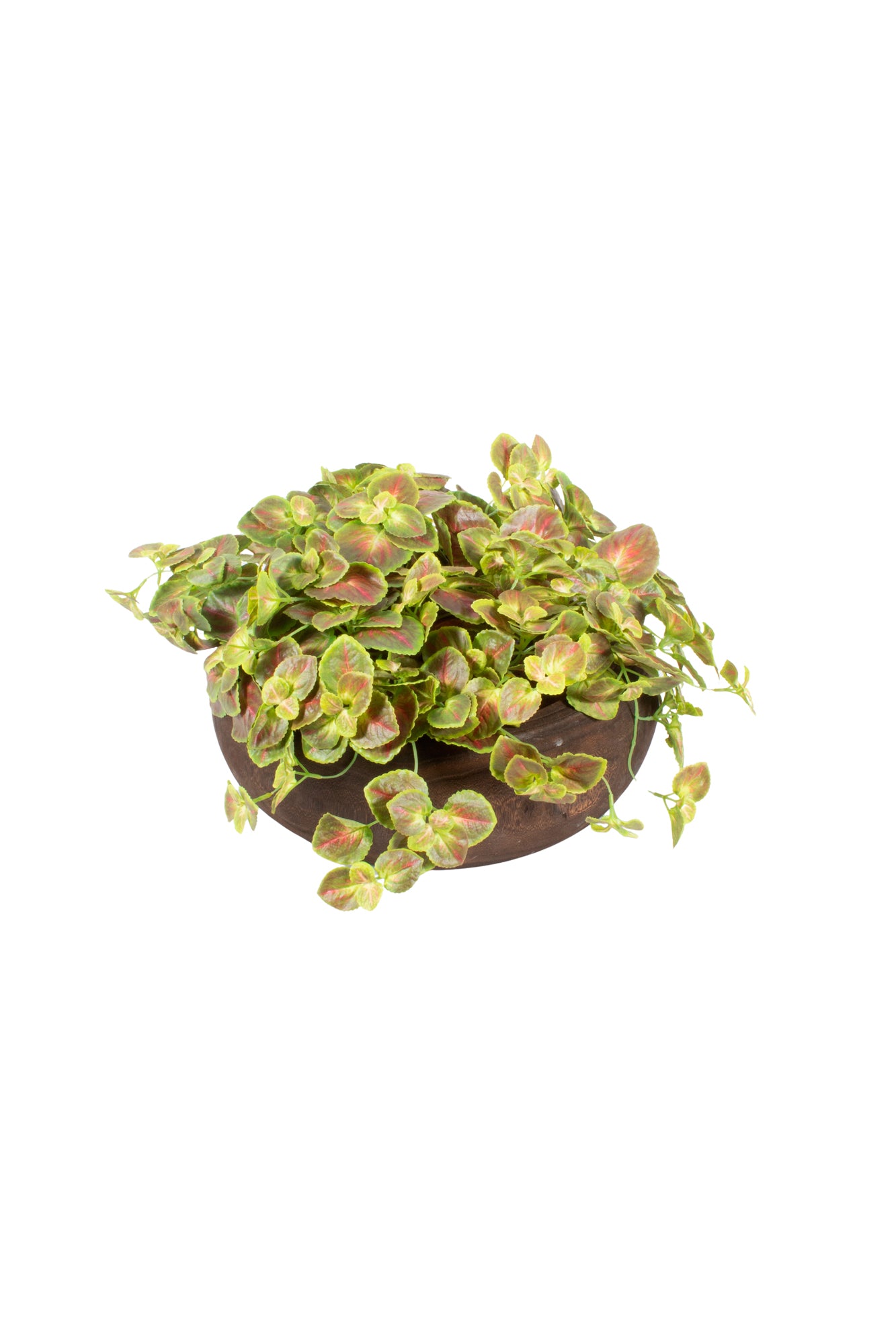 SAXIFRAGA EM CACHEPOT DE MADEIRA 45CM DIÂM. Cod: A7037