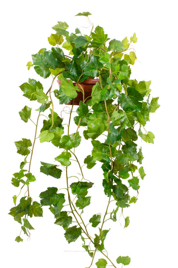 PARREIRA PENDENTE NO VASO VPP, 110CM Cod: A7041VPP