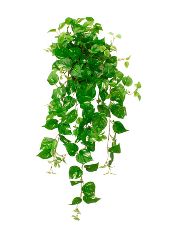 JIBOIA PENDENTE EM POTE PVC PAREDE, 100CM Cod: A7046