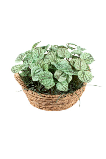 PEPERÔMIAS C/ MINI TILLANDSIAS NO CESTO 32CM DIÂM Cod: A7049