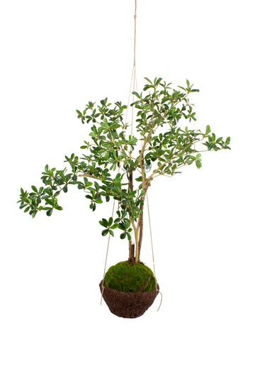 KOKEDAMA SETE COPAS (SHADY LADY), 110 CM Cod: A7063