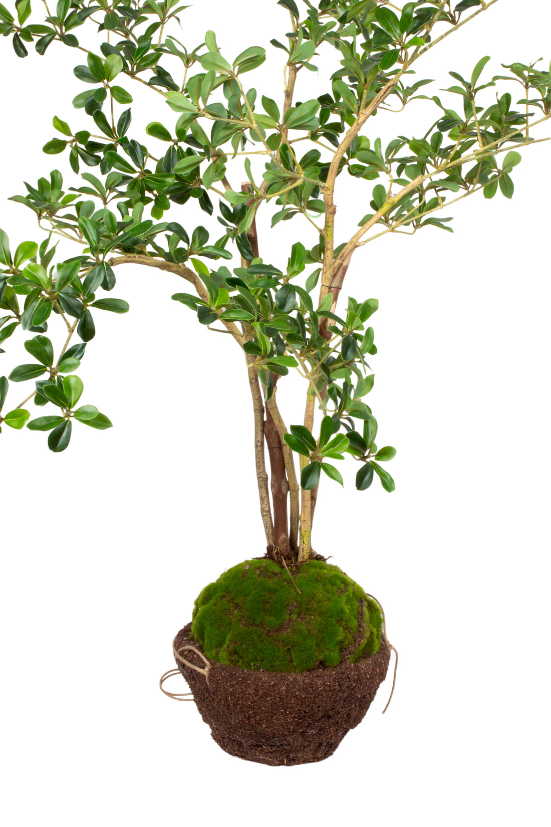 KOKEDAMA SETE COPAS (SHADY LADY), 110 CM Cod: A7063