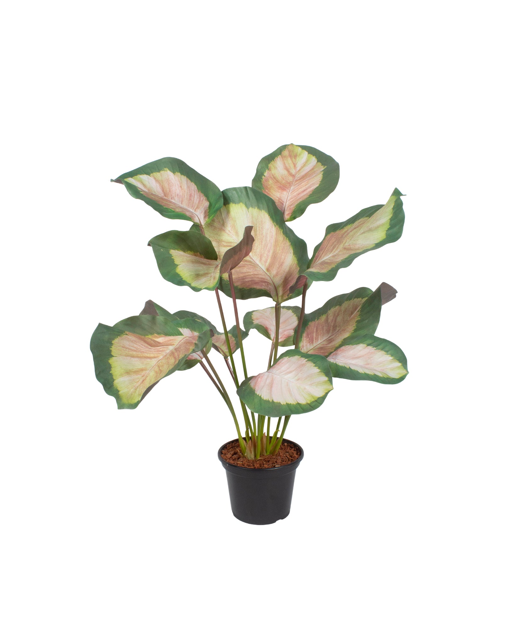 MARANTAS X12 PK EM POTE PVC, 75CM Cod: A7064