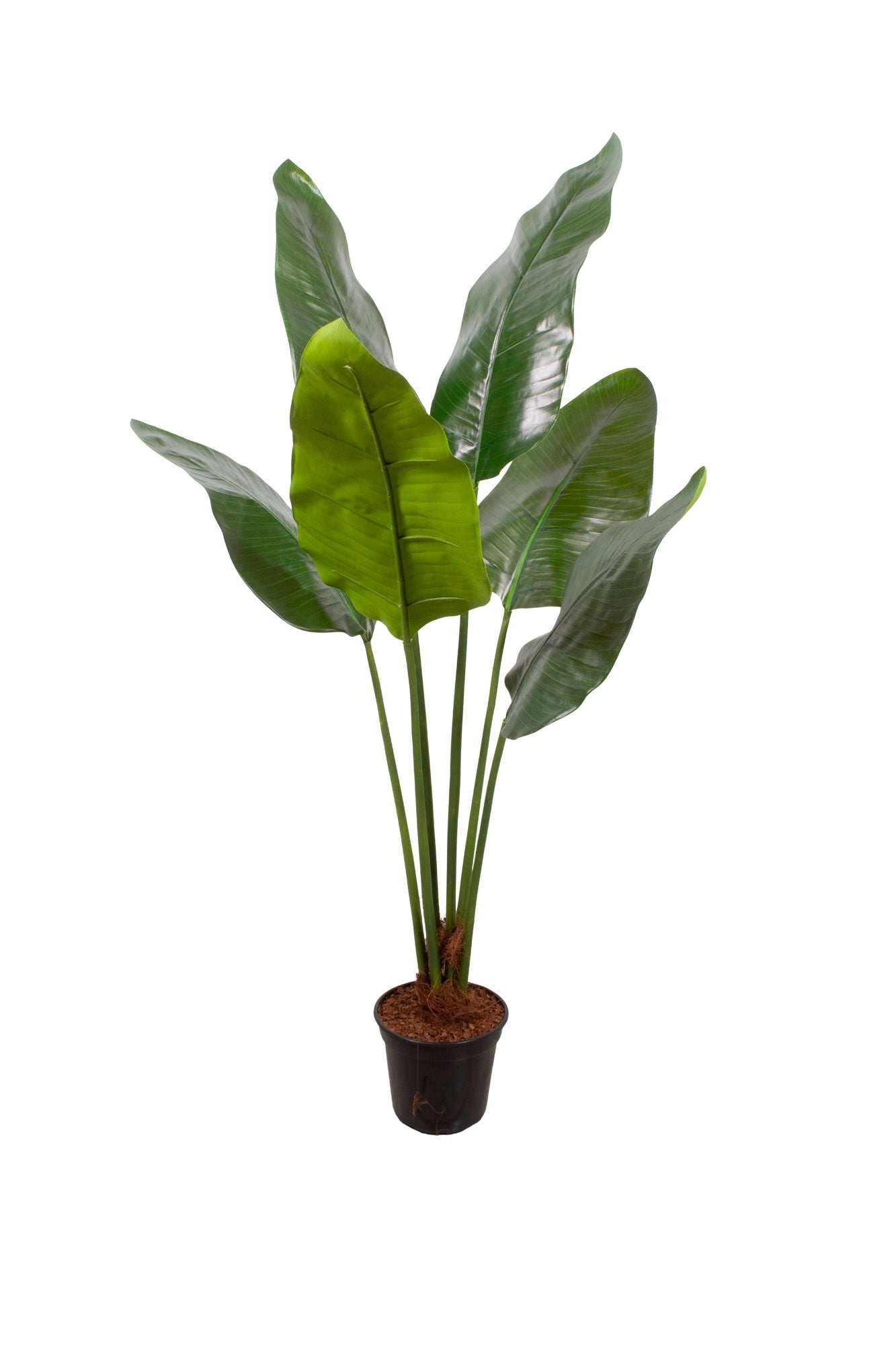 FOLHAGENS DE HELICONIA X6 EM POTE PVC, 125CM Cod: A7067