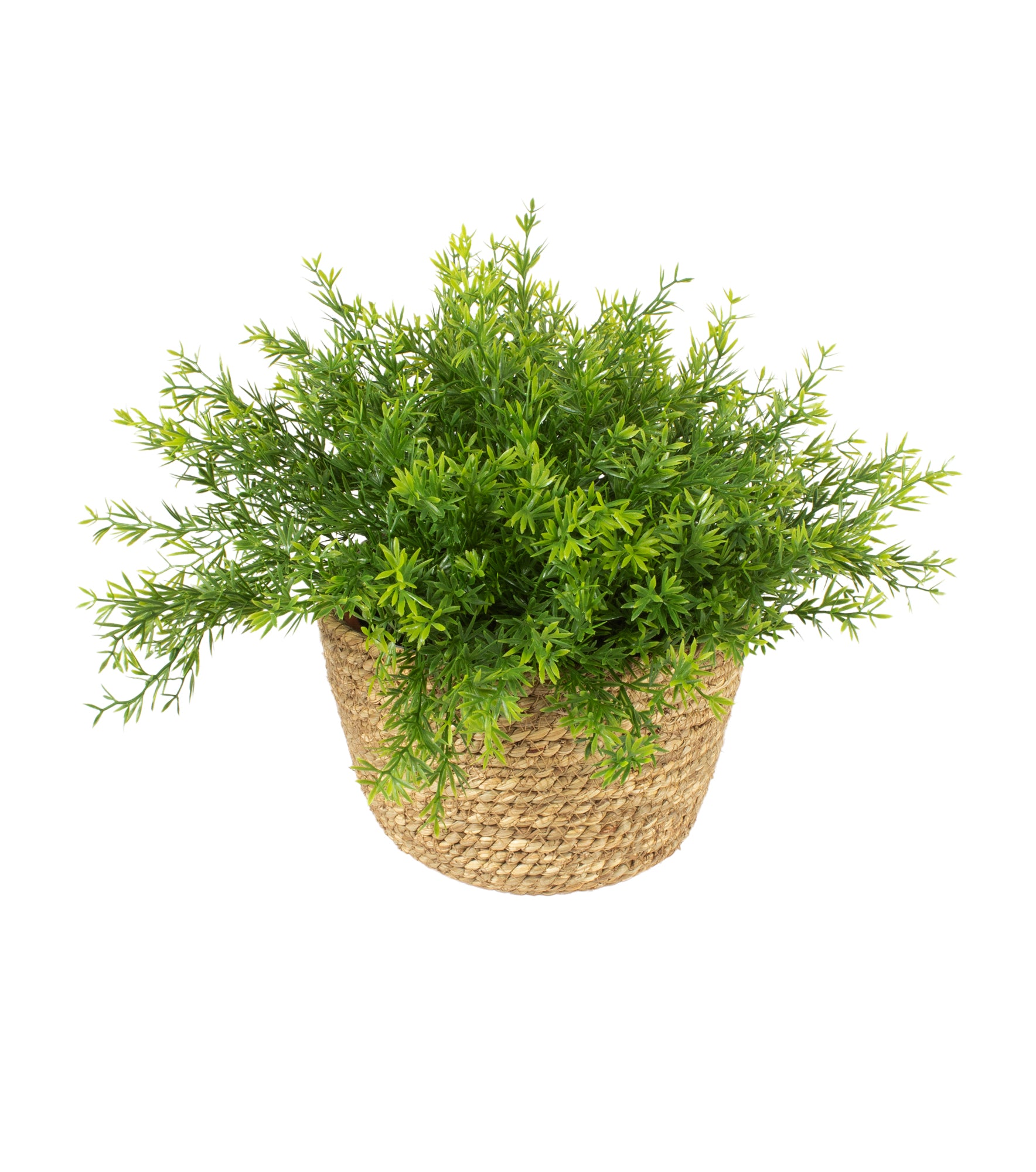 ASPARGOS ALFINETE NO CESTO, 30CM Cod: A7069