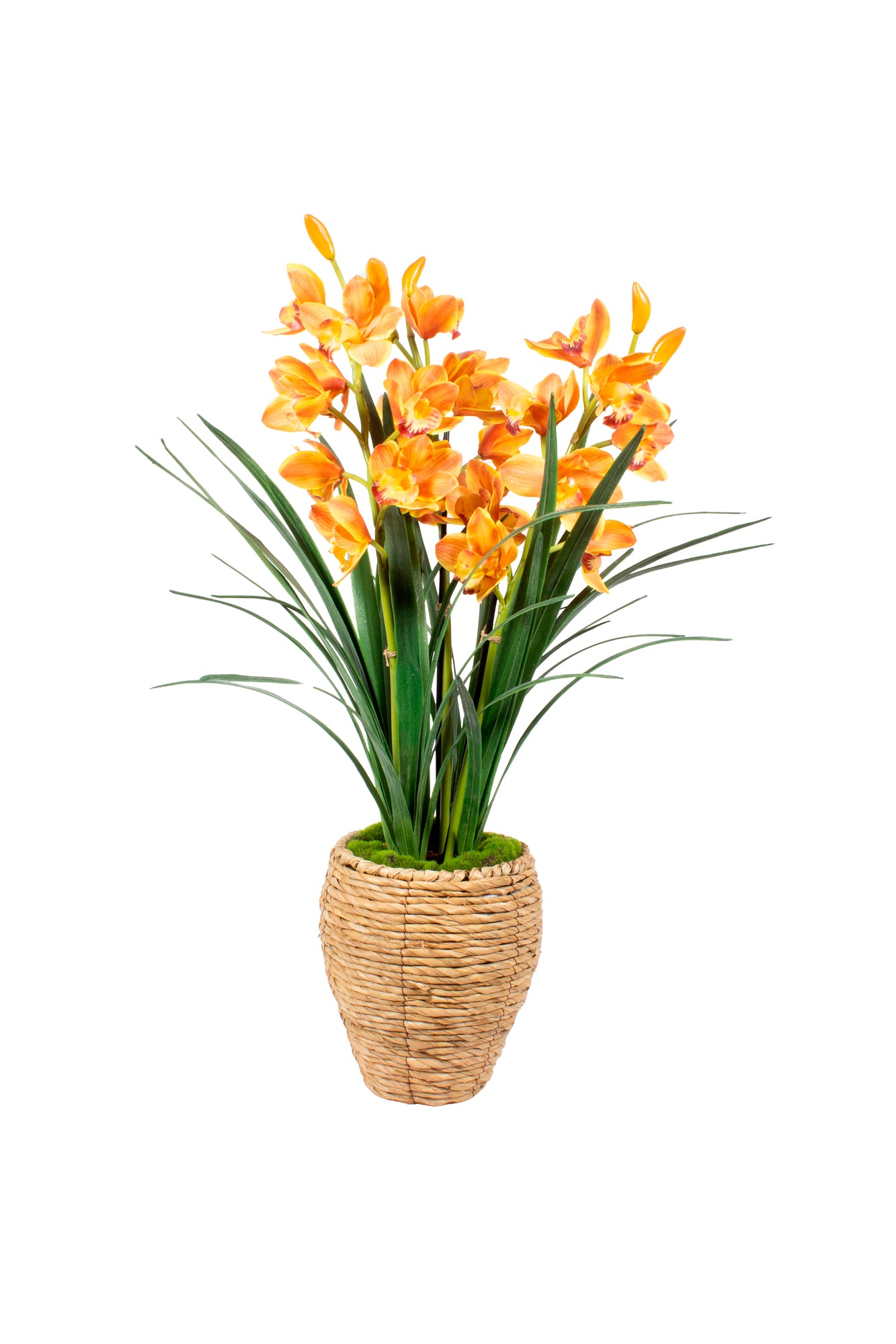 ORQ. CYMBIDIUM TE X3 EM CESTO, 90CM Cod: A7071