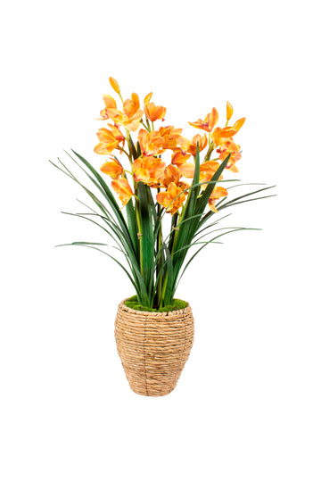 ORQ. CYMBIDIUM TE X3 EM CESTO, 90CM Cod: A7071