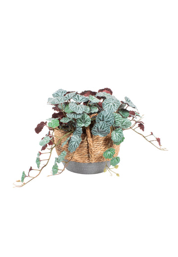 SAXIFRAGA EM CESTO BICOLOR, 33CM Cod: A7072