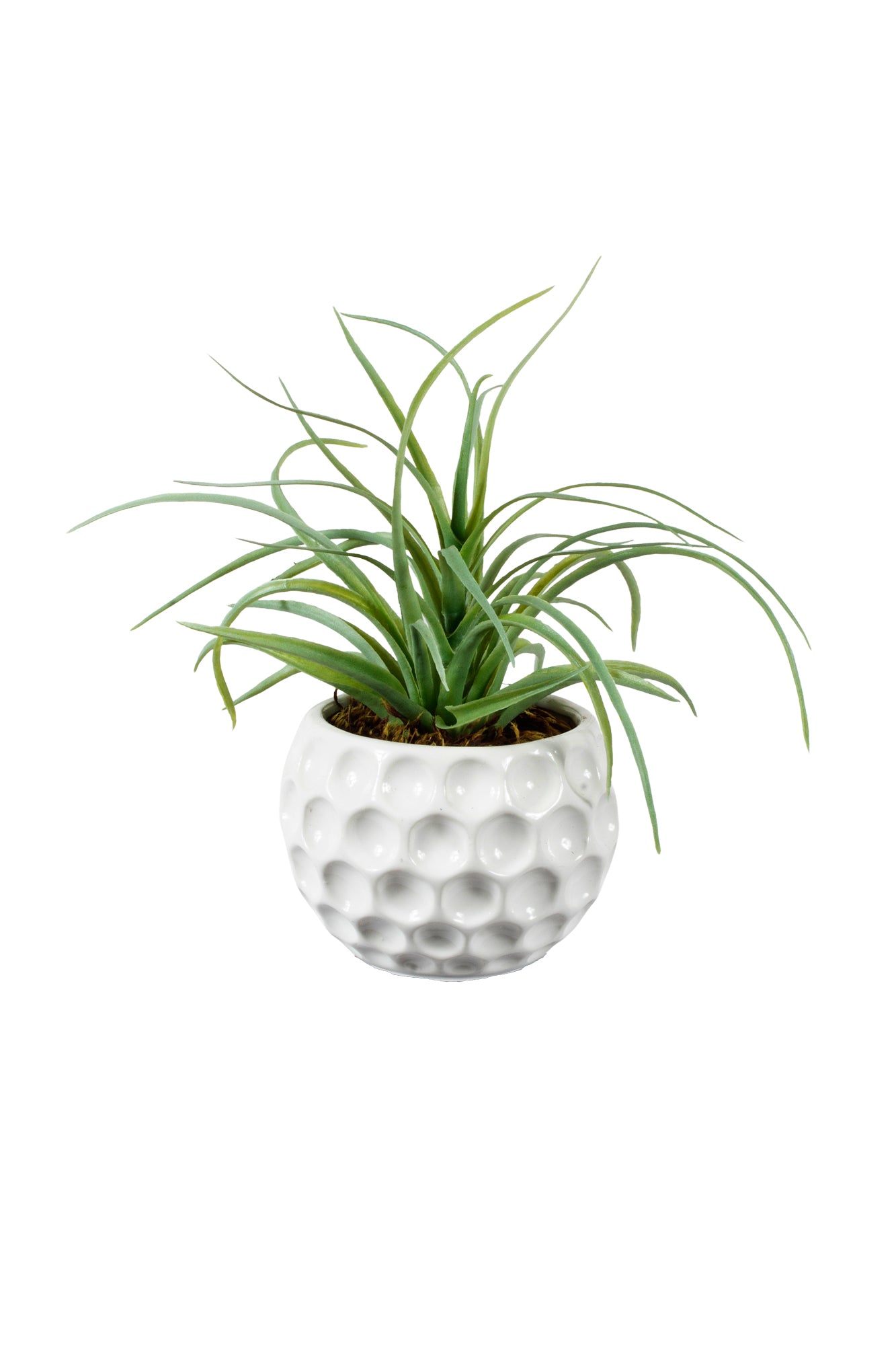 TILLANDSIA EM CER/BCA 22CM Cod: A7076